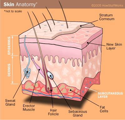 Skin anatomy diagram